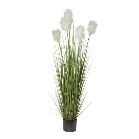 PIANTA PAMPAS X5 CON VASO CM150